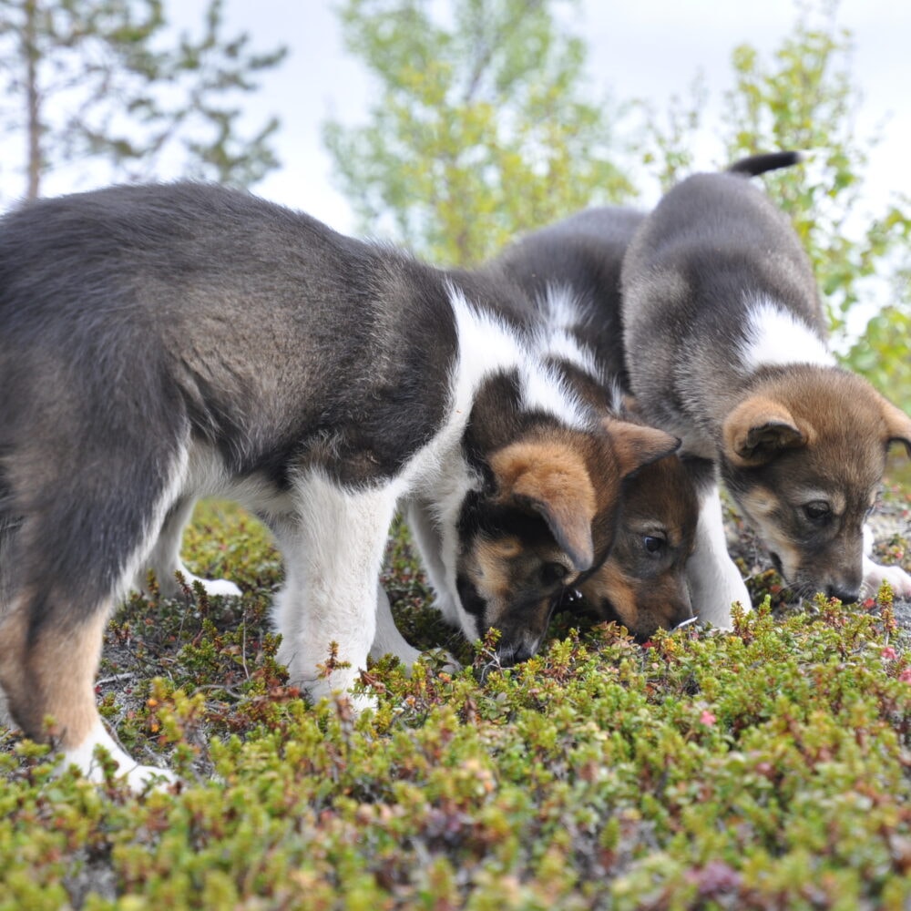 Huskievalper hos Snowhotel Kirkenes