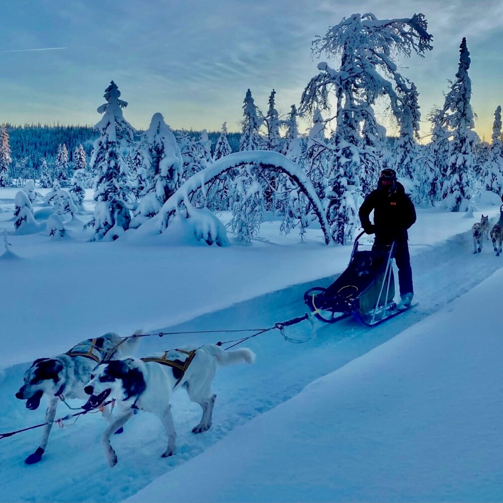 Hundekjøring hos Tretopphytter.no