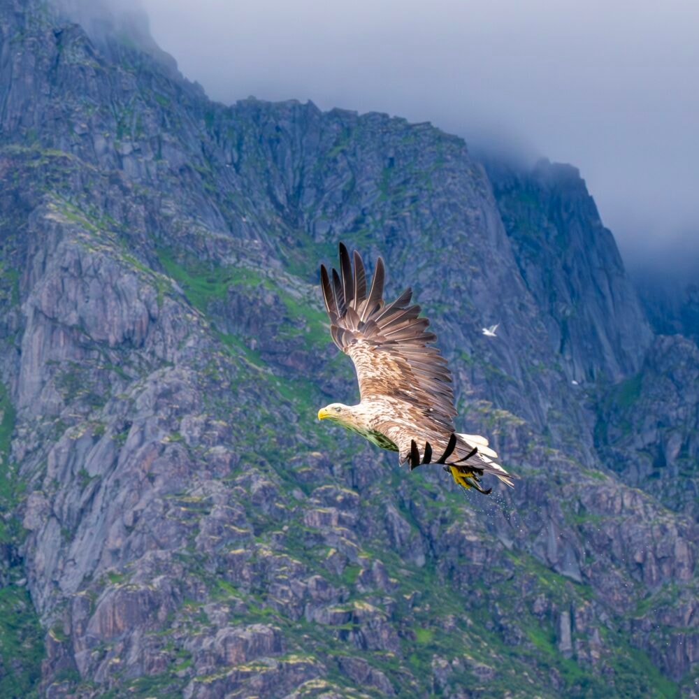 Go2Lofoten - Havørn safari