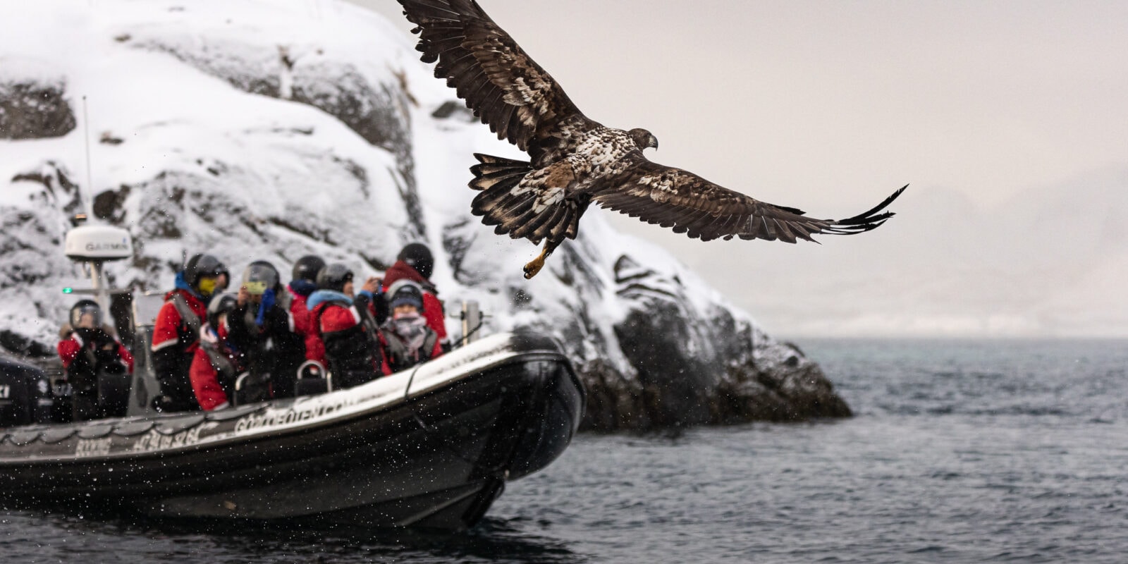 Go2Lofoten - Havørn safari