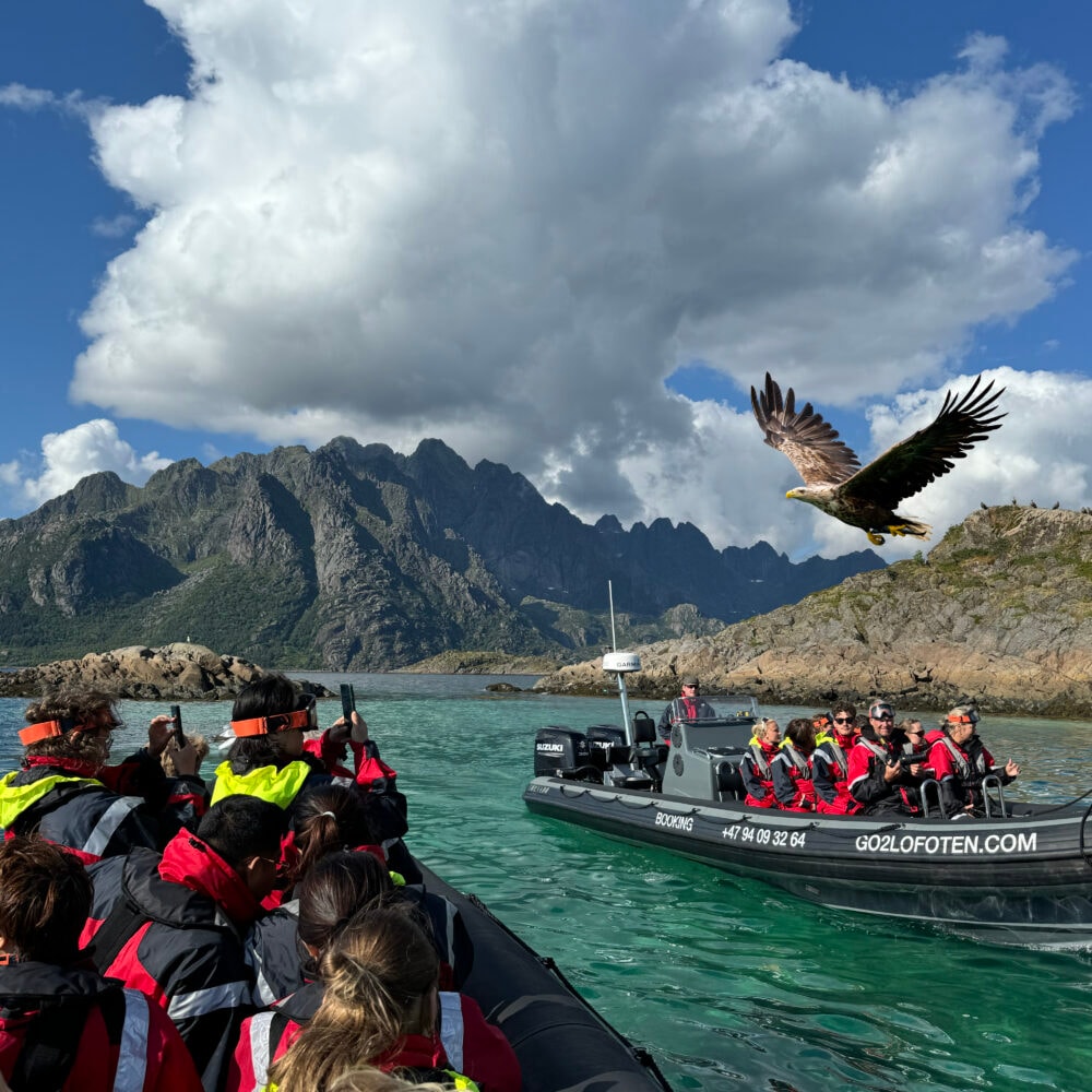 Go2Lofoten - Havørn safari