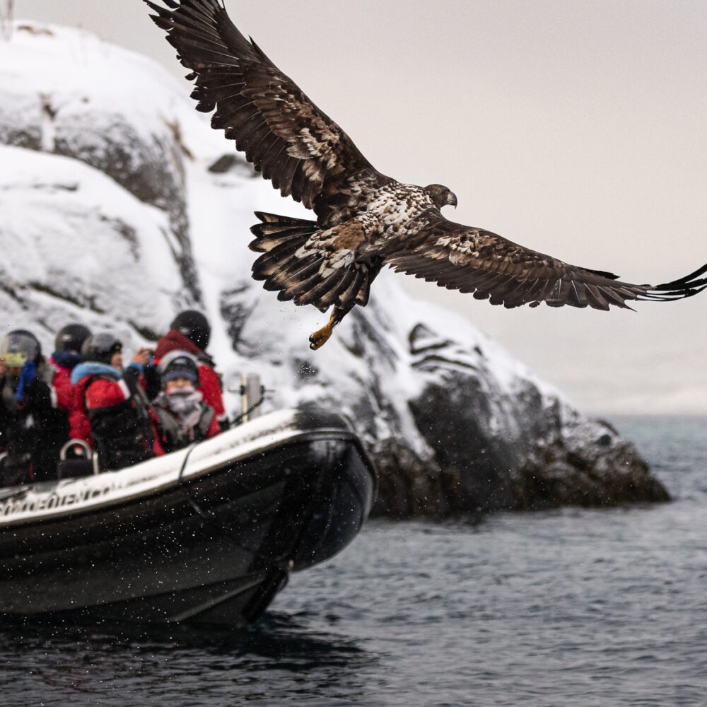 Go2Lofoten - Havørn safari