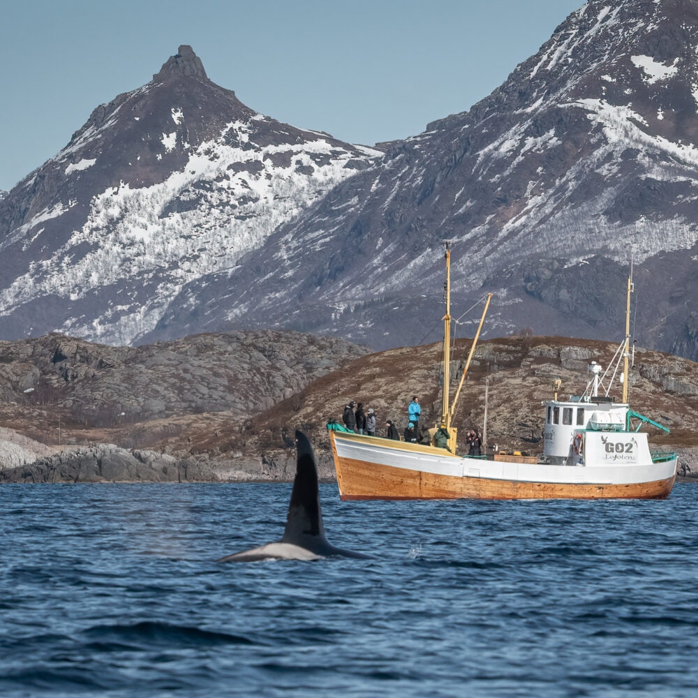 Fisketur i Lofoten med Go2Lofoten