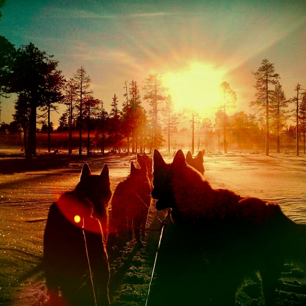 Hundekjøring hos Tretopphytter.no