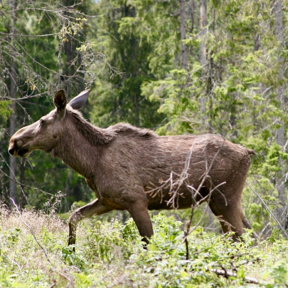 Elg hos tretopphytter.no