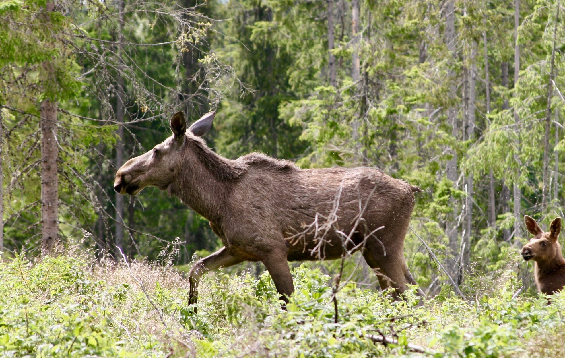 Elg hos tretopphytter.no