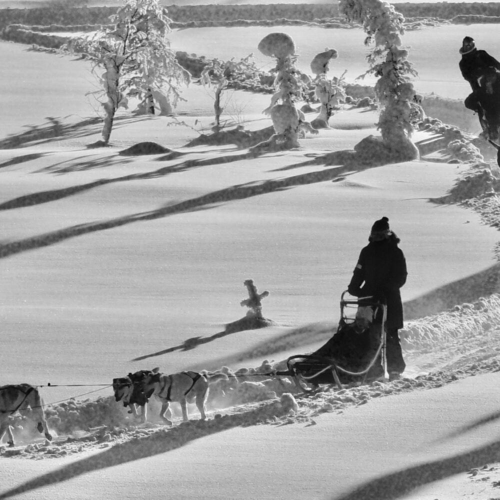 Hundekjøring hos Tretopphytter.no