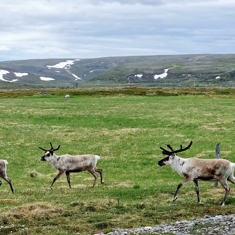 Tre rein på Finnmarksvidda