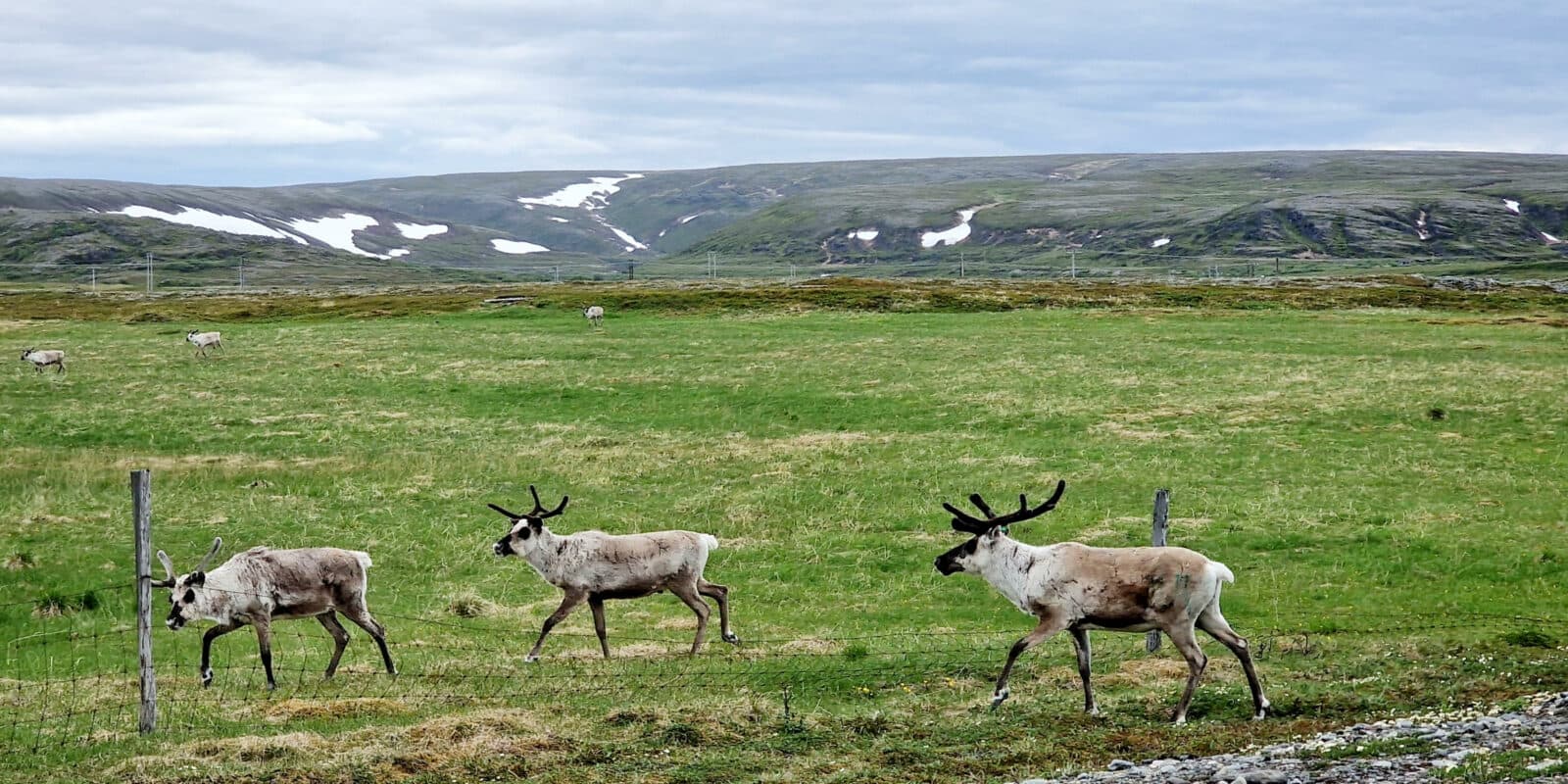 Tre rein på Finnmarksvidda