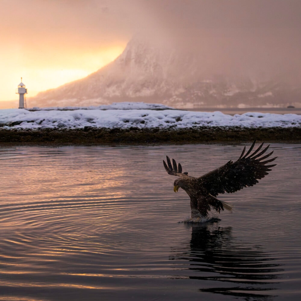 Go2Lofoten - Trollfjord Cruise partner av Tilbring med rabattkode promocode i Lofoten