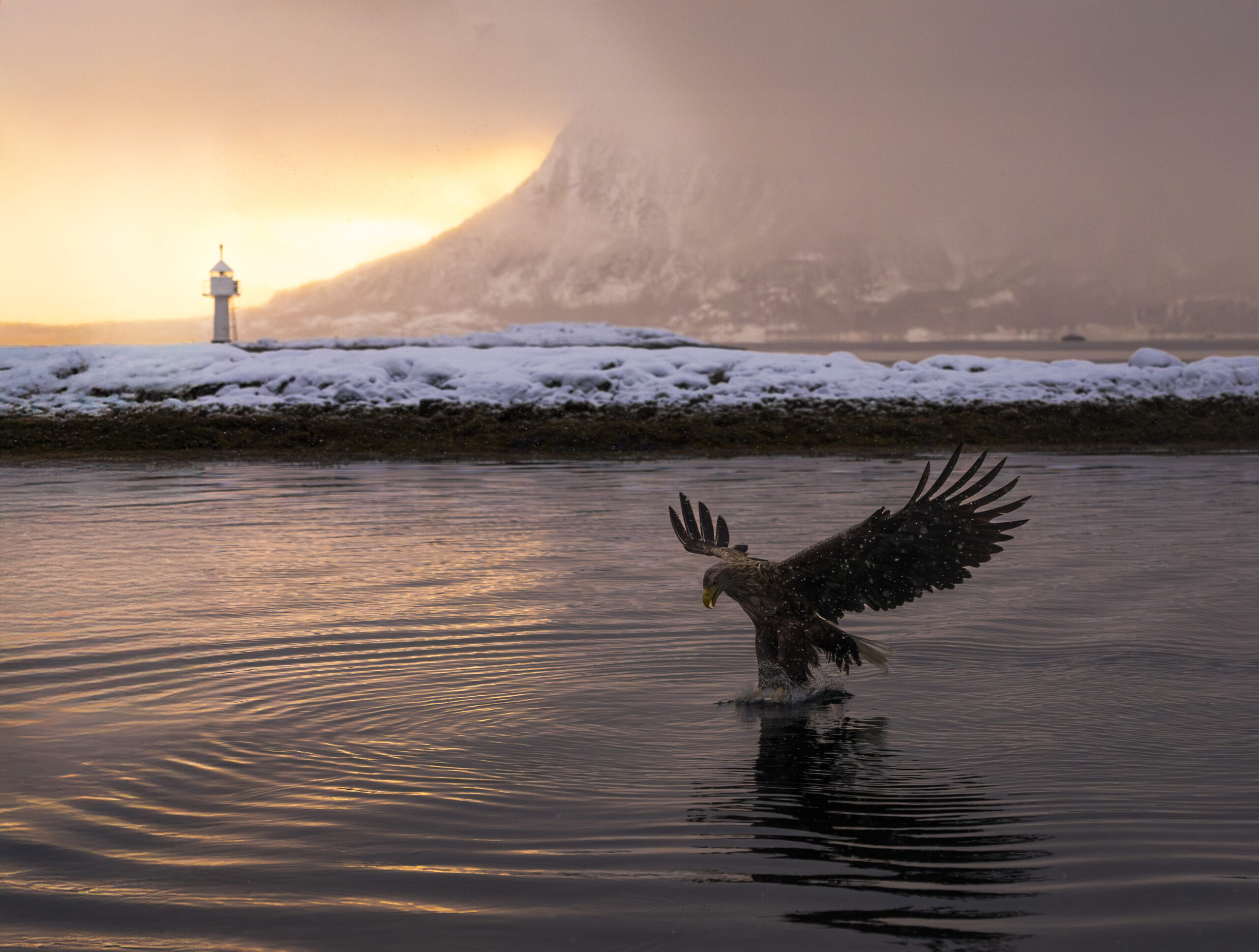 Go2Lofoten - Trollfjord Cruise partner av Tilbring med rabattkode promocode i Lofoten