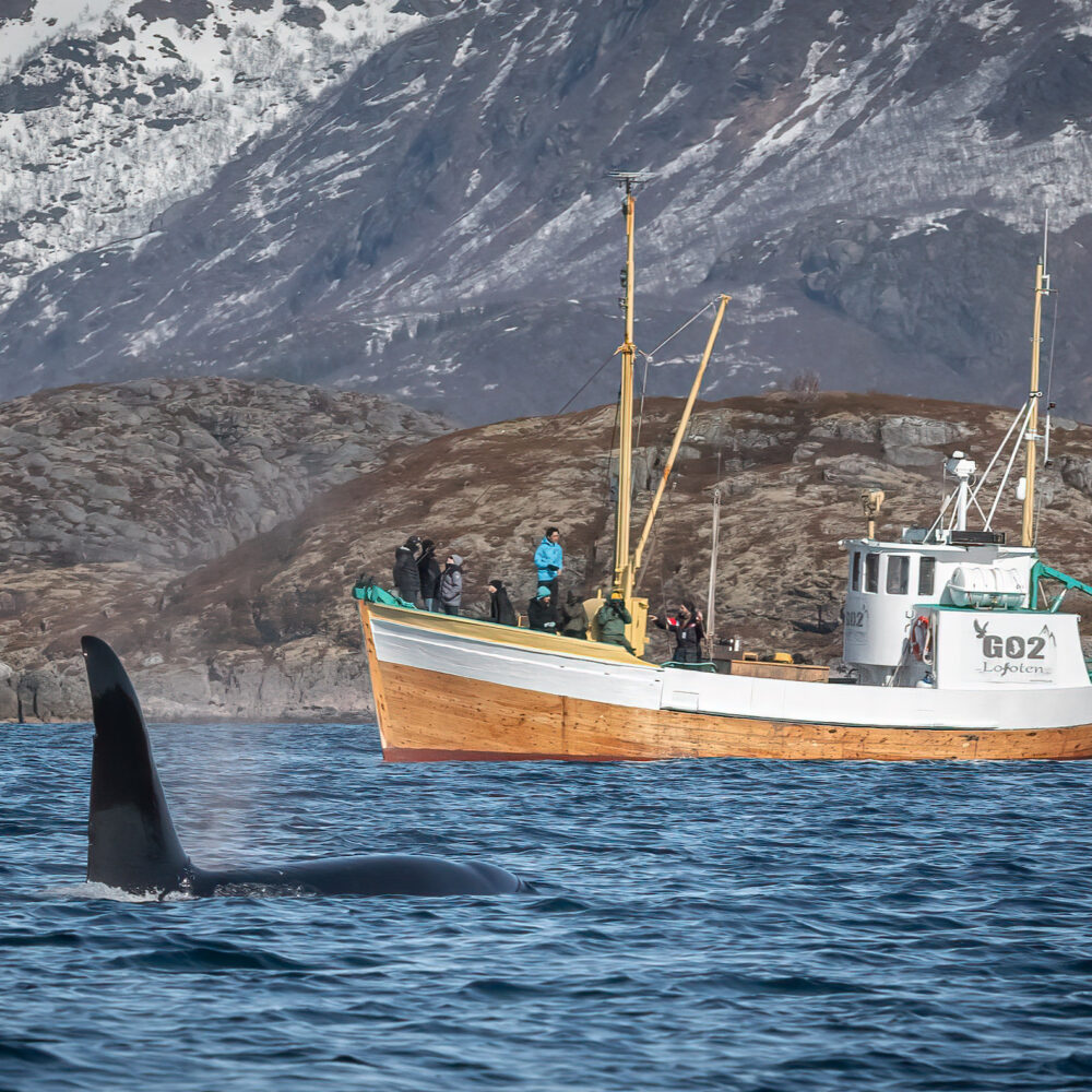 Go2Lofoten - Fisketur