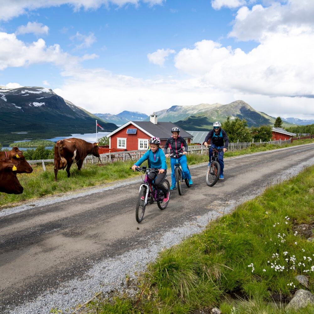 Jotunheim Travel Mjølkevegen Sør