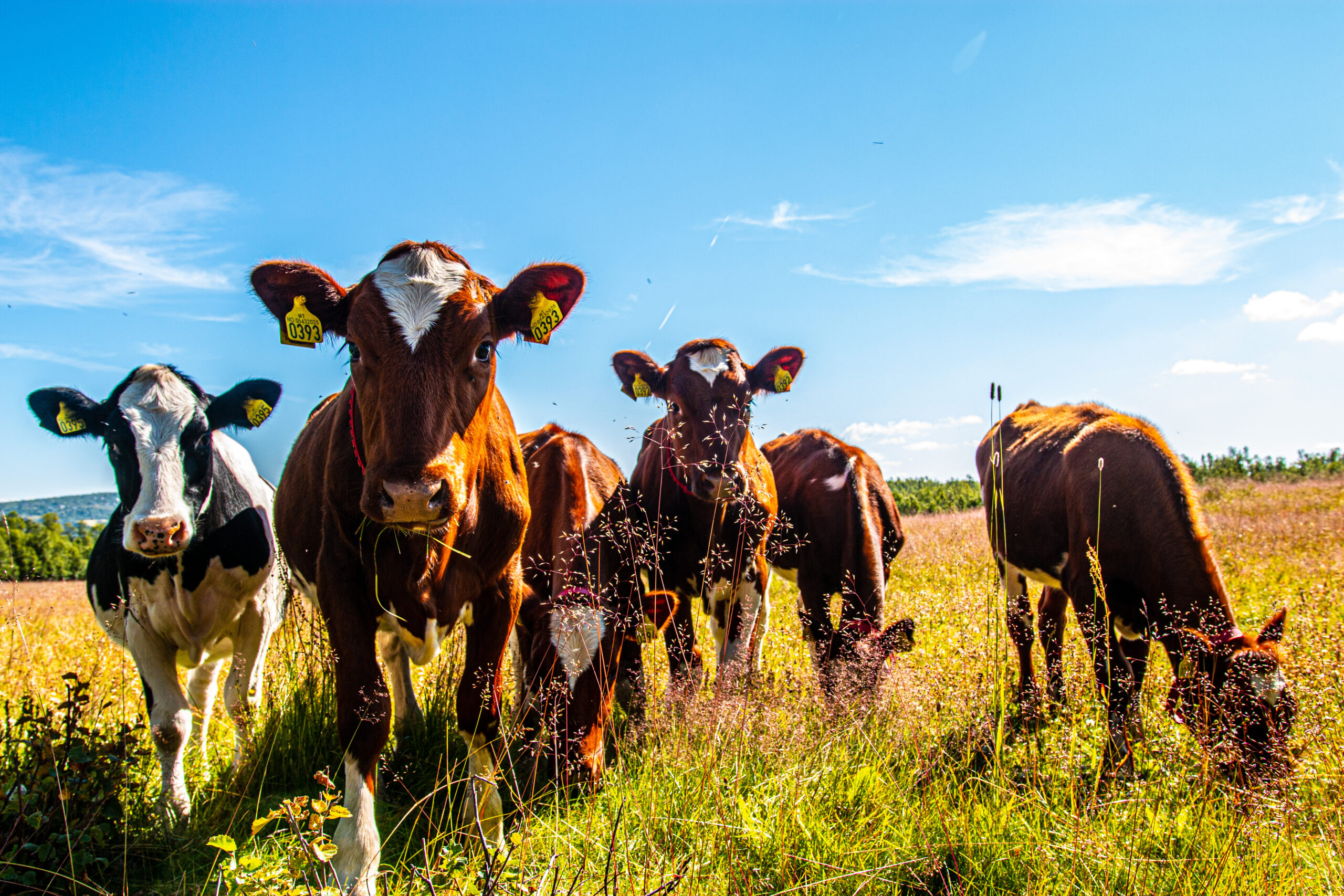 Jotunheim Travel Mjølkevegen Nord