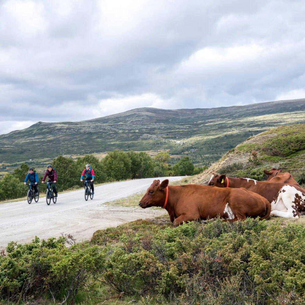 Jotunheim Travel Tour de Dovre