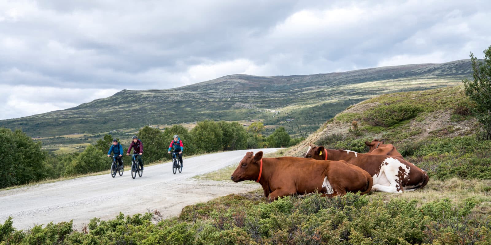 Jotunheim Travel Tour de Dovre