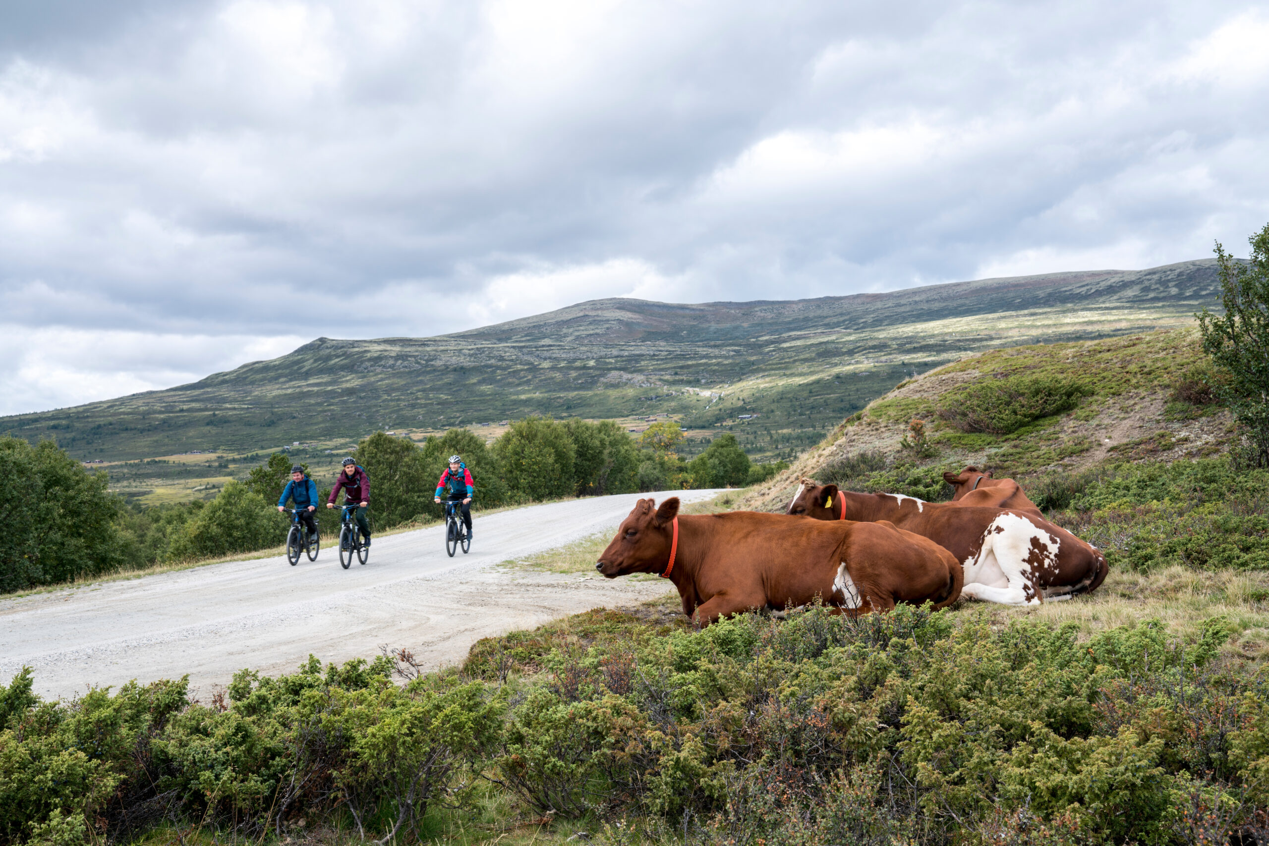 Jotunheim Travel Tour de Dovre