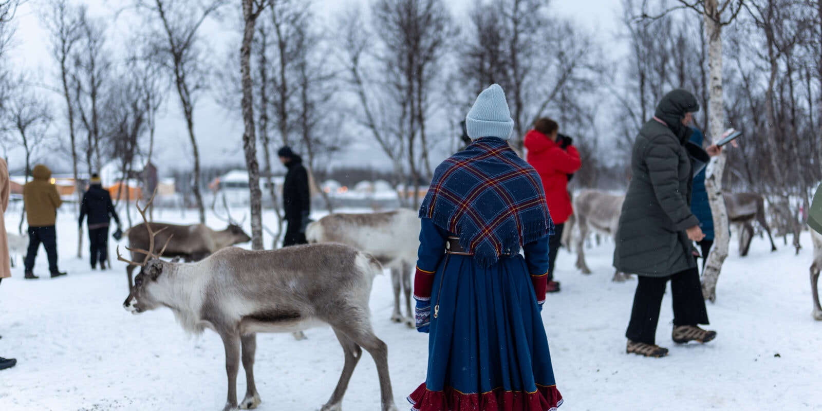 Reinsdyr og samisk kultur arktisk eventyr hos Tromsø Lapland partner av Tilbring med rabattkode coupon code discount