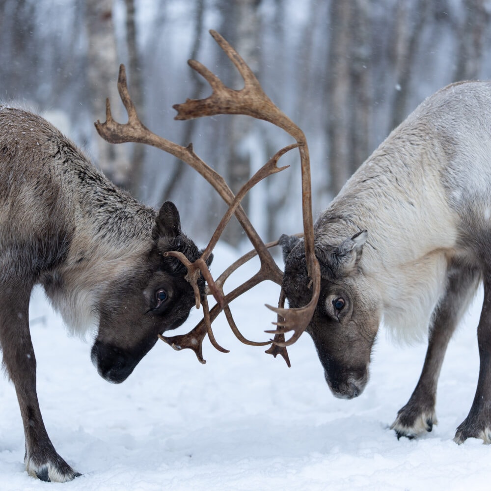 Reinsdyr og samisk kultur arktisk eventyr hos Tromsø Lapland partner av Tilbring med rabattkode coupon code discount