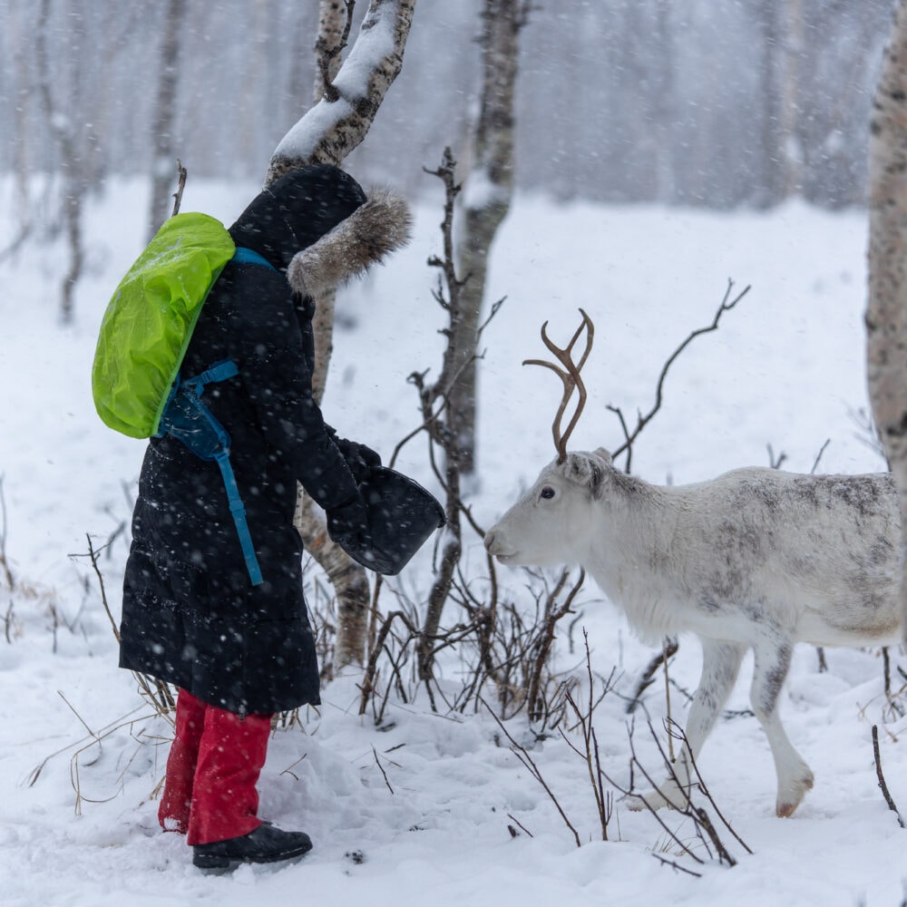 Reinsdyr og samisk kultur arktisk eventyr hos Tromsø Lapland partner av Tilbring med rabattkode coupon code discount