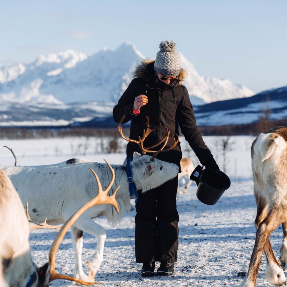 Reinsdyr og samisk kultur arktisk eventyr hos Tromsø Lapland partner av Tilbring med rabattkode coupon code discount