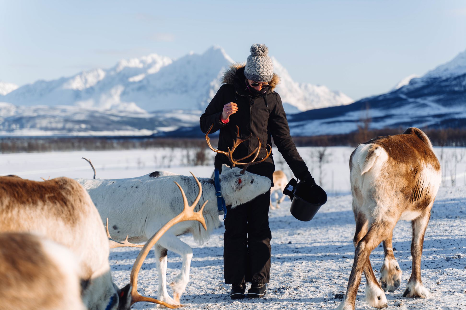 Reinsdyr og samisk kultur arktisk eventyr hos Tromsø Lapland partner av Tilbring med rabattkode coupon code discount