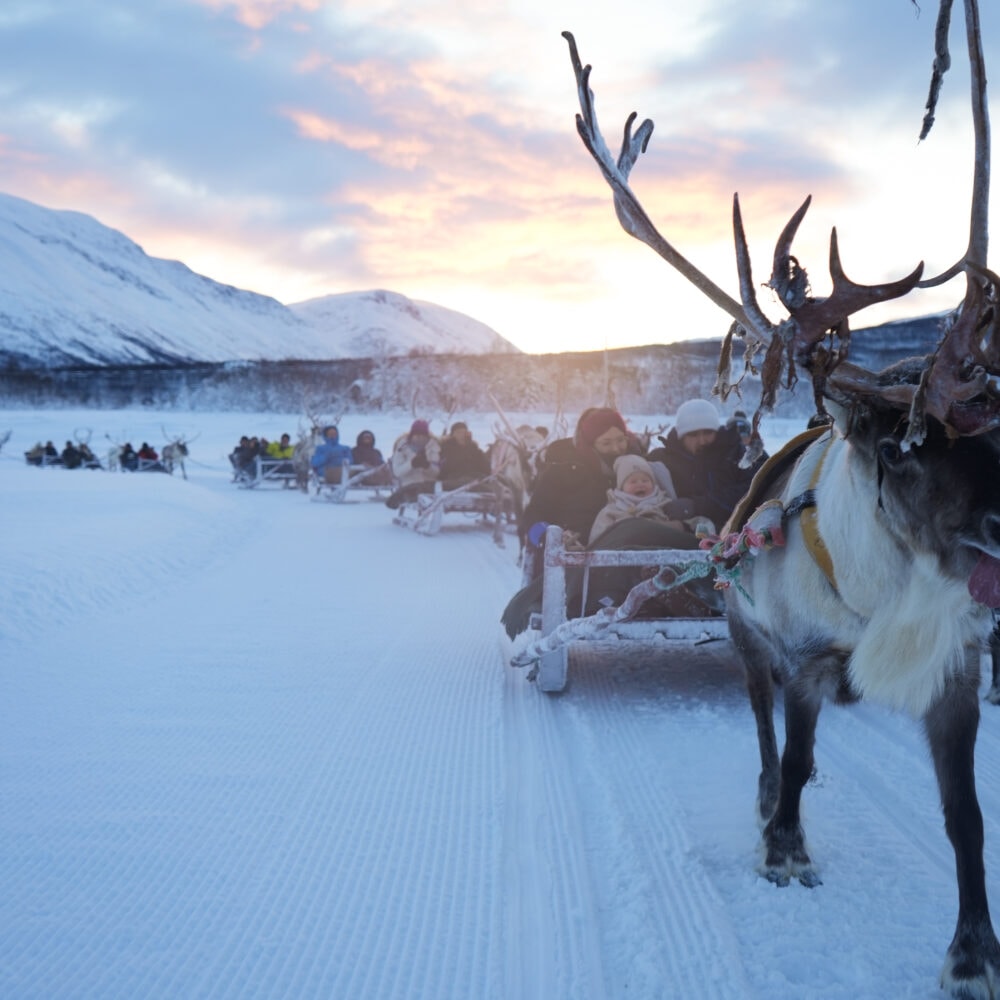 Reinsdyrslede og sjanse for Nordlys og samisk kultur arktisk eventyr hos Tromsø Lapland partner av Tilbring med rabattkode coupon code discount