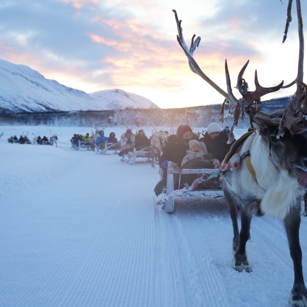 Reinsdyrslede og sjanse for Nordlys og samisk kultur arktisk eventyr hos Tromsø Lapland partner av Tilbring med rabattkode coupon code discount