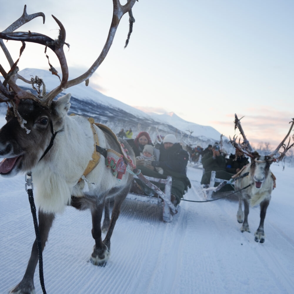 Reinsdyrslede og sjanse for Nordlys og samisk kultur arktisk eventyr hos Tromsø Lapland partner av Tilbring med rabattkode coupon code discount