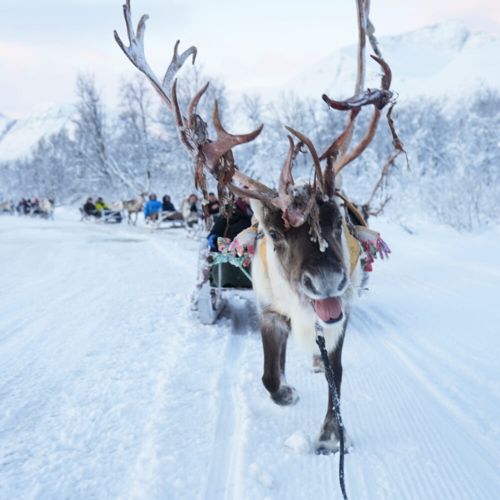 Reinsdyrslede og sjanse for Nordlys og samisk kultur arktisk eventyr hos Tromsø Lapland partner av Tilbring med rabattkode coupon code discount