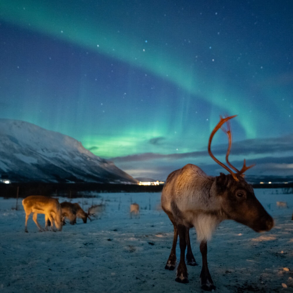 Reinsdyr og samisk kultur arktisk eventyr hos Tromsø Lapland partner av Tilbring med rabattkode coupon code discount