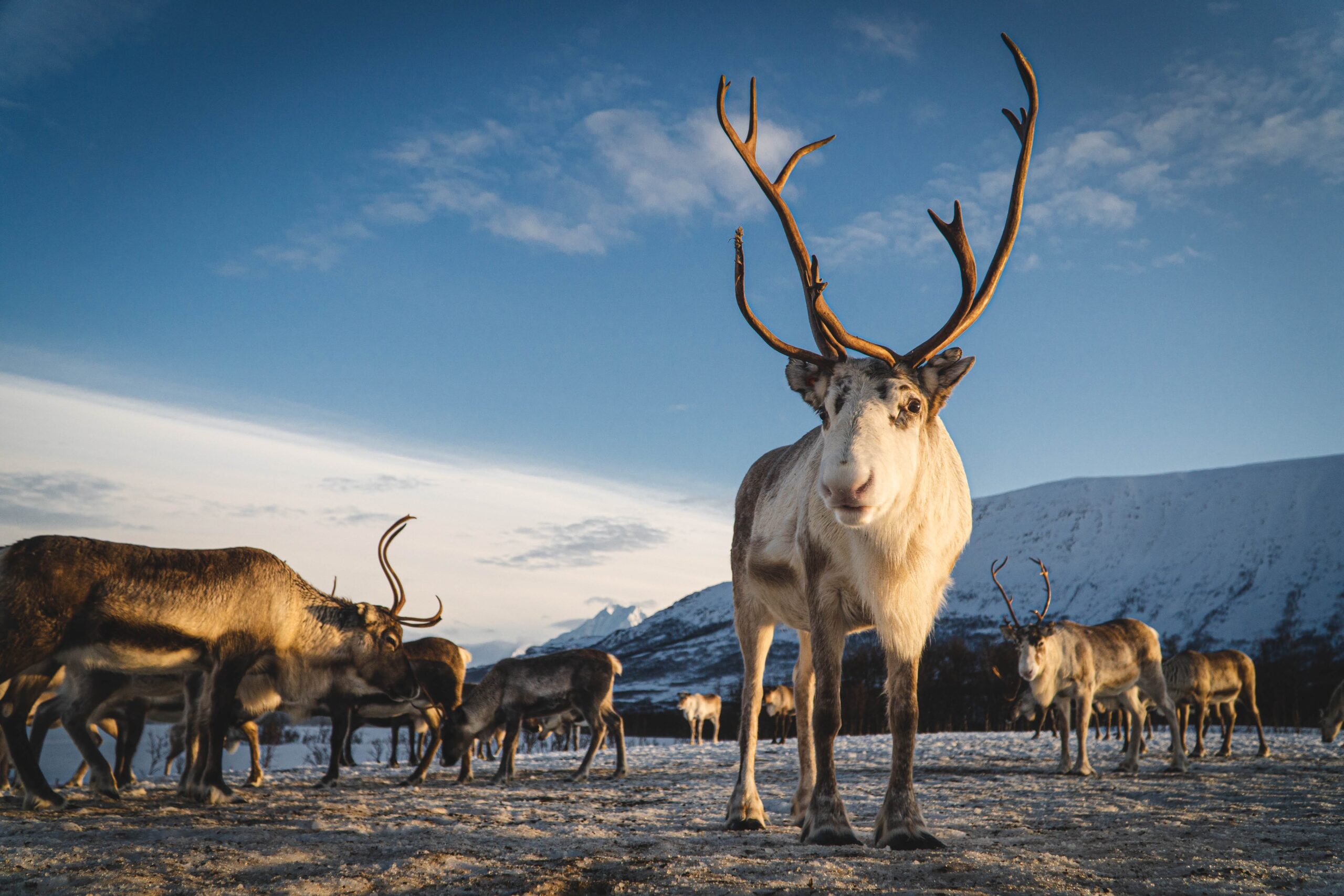 Reinsdyr og samisk kultur arktisk eventyr hos Tromsø Lapland partner av Tilbring med rabattkode coupon code discount