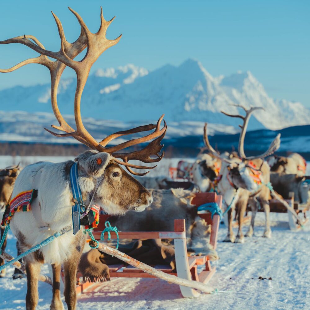 Reinsdyrslede og sjanse for Nordlys og samisk kultur arktisk eventyr hos Tromsø Lapland partner av Tilbring med rabattkode coupon code discount