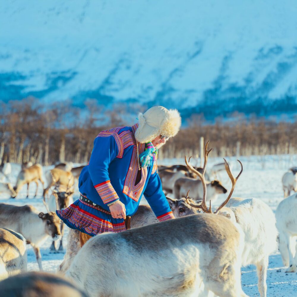 Reinsdyr og samisk kultur arktisk eventyr hos Tromsø Lapland partner av Tilbring med rabattkode coupon code discount