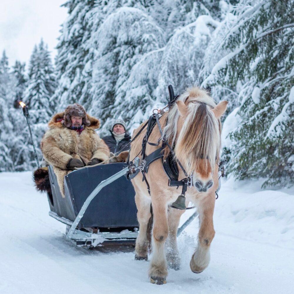 Forrest View hos Tretopphytter.no i Ringsaker i innlandet partner av Tilbring med rabattkode ofte billigst