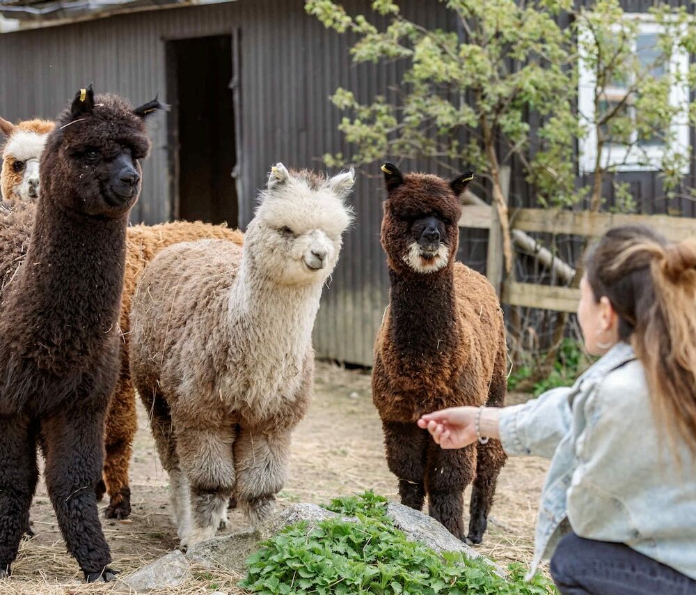 Trekos i Aurskog er en glamping iglo del av Hvilepust med rabattkode og partner av Tilbring i Akershus kommune